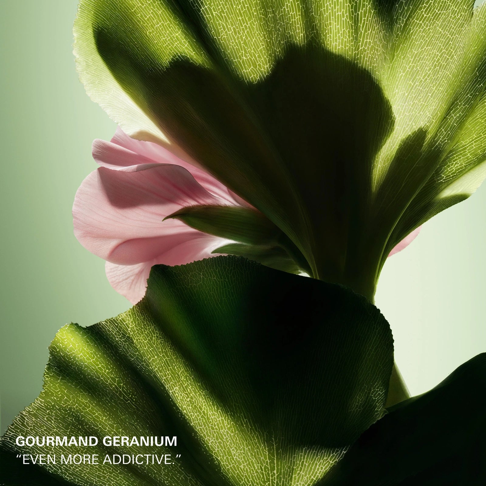 Prada Paradigme Le Parfum official campaign image